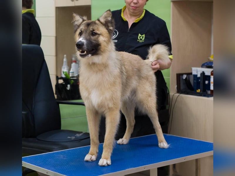 BUDDY Ein Freund zum Pferde stehlen (Ukraine)
