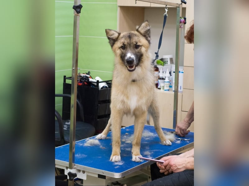 BUDDY Ein Freund zum Pferde stehlen (Ukraine)