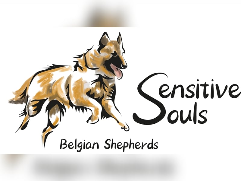 Tervueren-Welpen aus familiärer Hobbyzucht Sensitive Souls