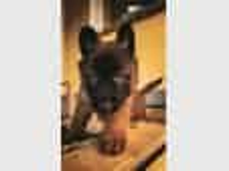 Tervueren-Welpen aus familiärer Hobbyzucht Sensitive Souls