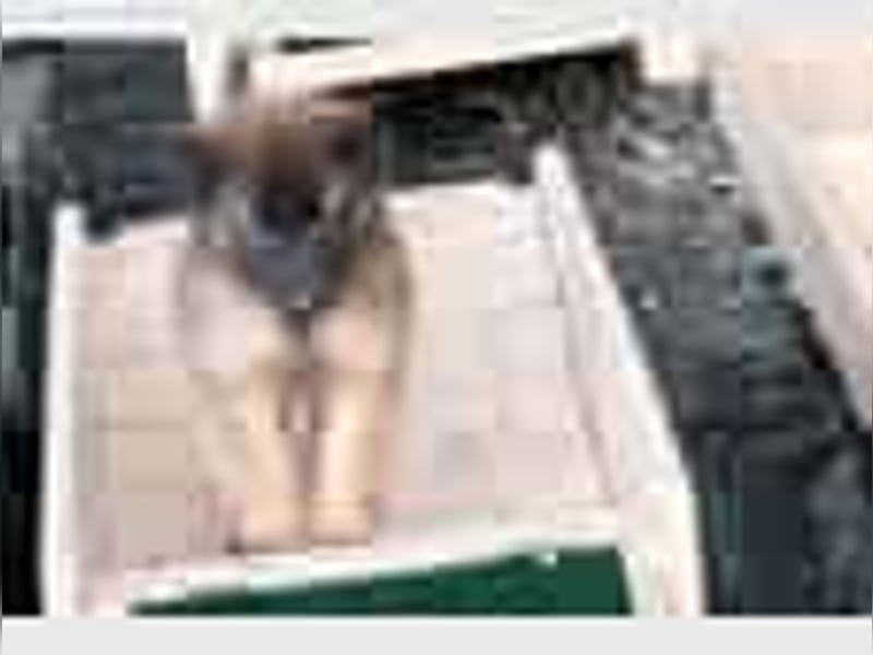 Tervueren-Welpen aus familiärer Hobbyzucht Sensitive Souls