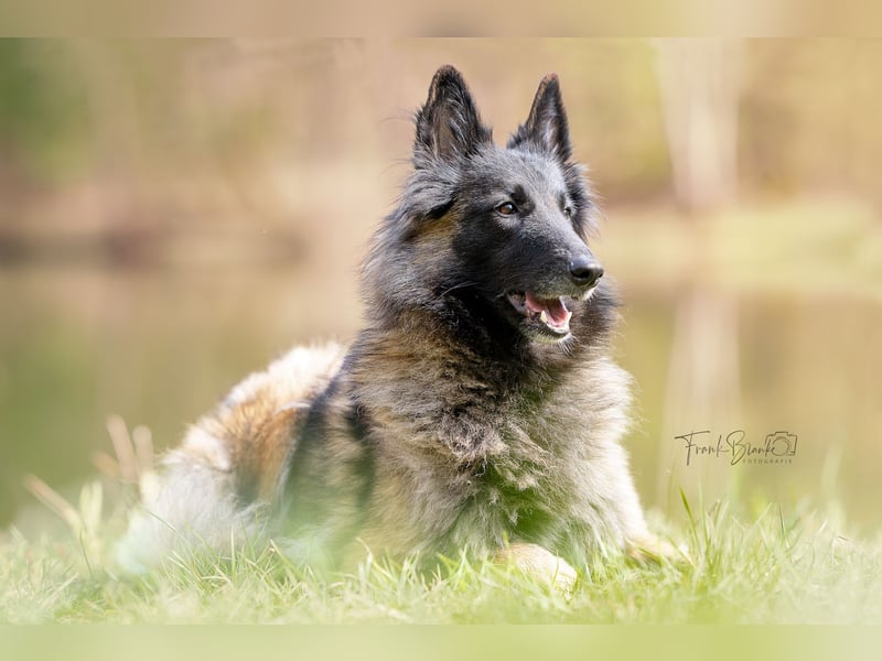 Tervueren-Welpen aus familiärer Hobbyzucht Sensitive Souls