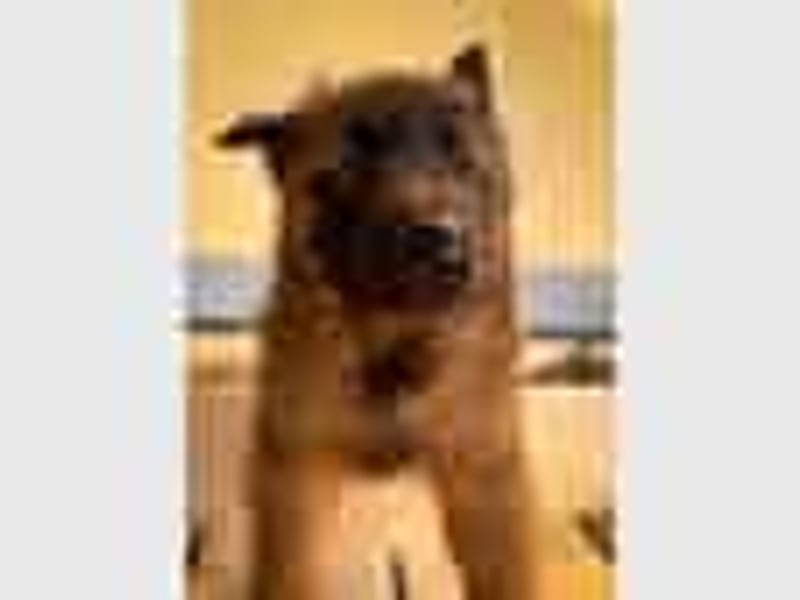 Tervueren-Welpen aus familiärer Hobbyzucht Sensitive Souls