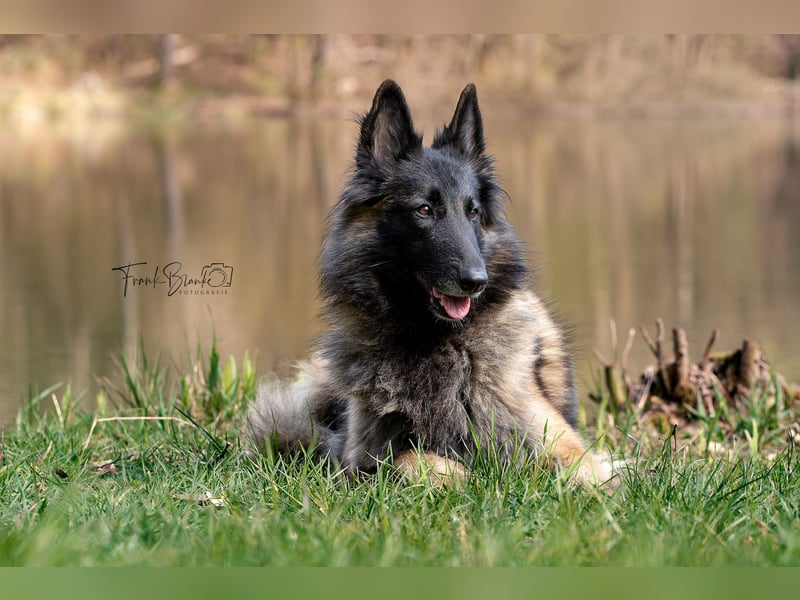 Tervueren-Welpen aus familiärer Hobbyzucht Sensitive Souls