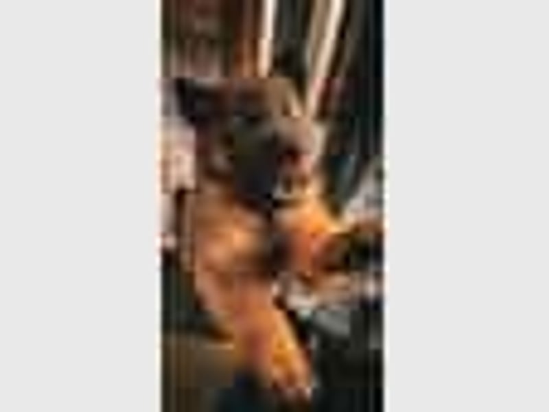 Tervueren-Welpen aus familiärer Hobbyzucht Sensitive Souls