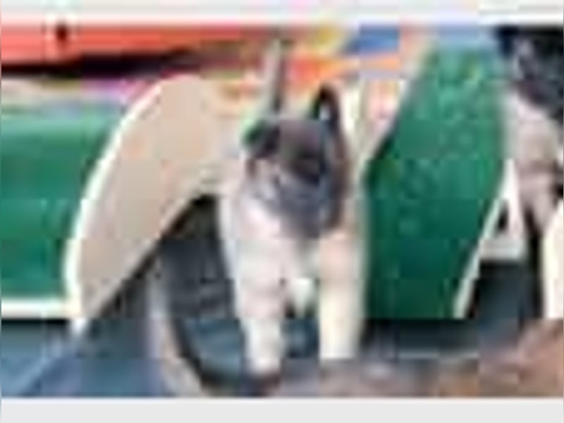 Tervueren-Welpen aus familiärer Hobbyzucht Sensitive Souls