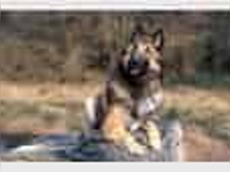 Tervueren-Welpen aus familiärer Hobbyzucht Sensitive Souls