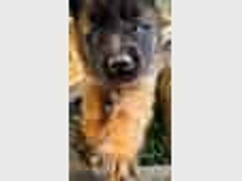 Tervueren-Welpen aus familiärer Hobbyzucht Sensitive Souls