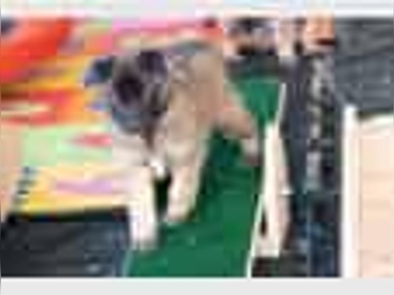 Tervueren-Welpen aus familiärer Hobbyzucht Sensitive Souls