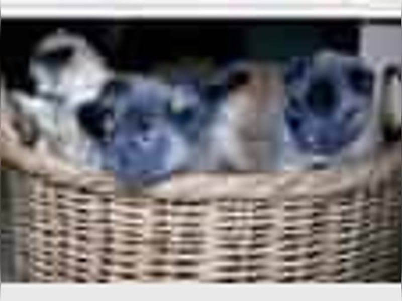 Tervueren-Welpen aus familiärer Hobbyzucht Sensitive Souls