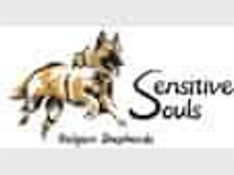 Tervueren-Welpen aus familiärer Hobbyzucht Sensitive Souls