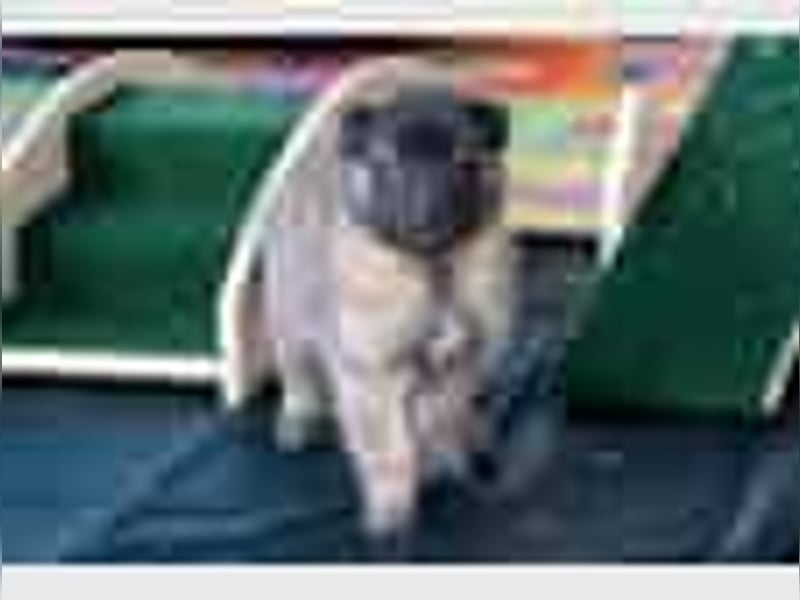 Tervueren-Welpen aus familiärer Hobbyzucht Sensitive Souls