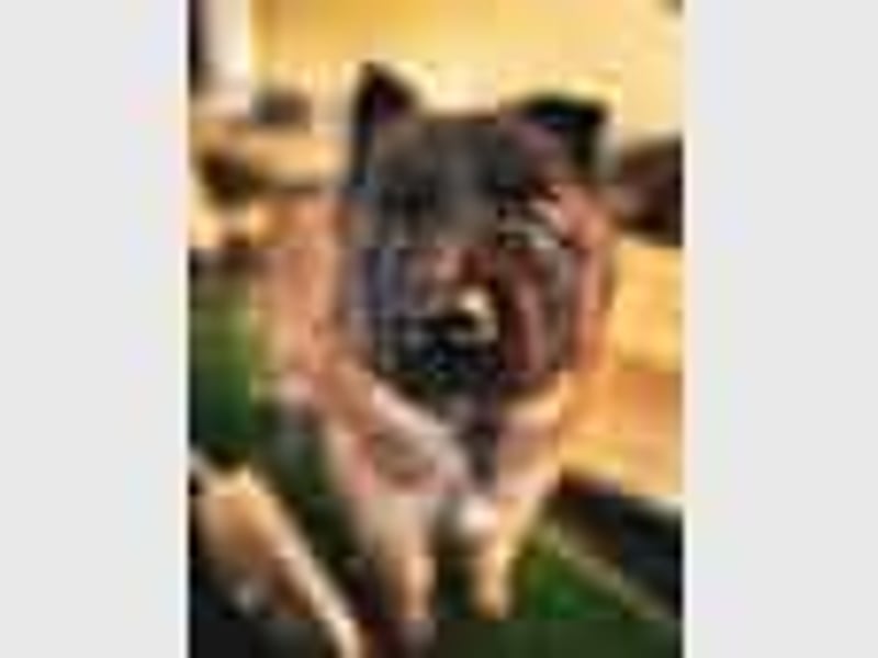 Tervueren-Welpen aus familiärer Hobbyzucht Sensitive Souls