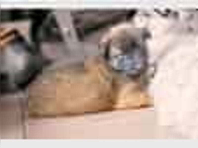 Tervueren-Welpen aus familiärer Hobbyzucht Sensitive Souls