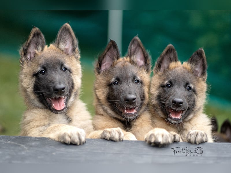 Tervueren-Welpen aus familiärer Hobbyzucht Sensitive Souls
