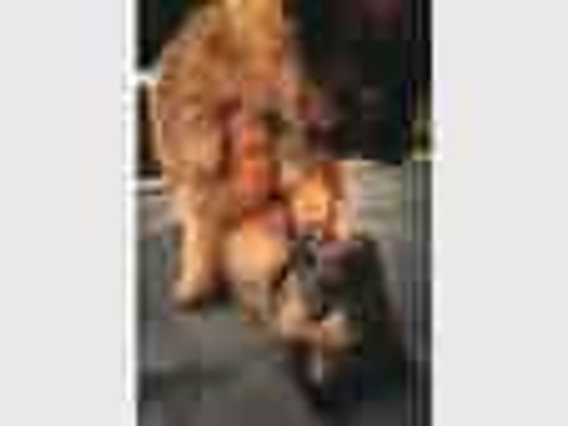 Tervueren-Welpen aus familiärer Hobbyzucht Sensitive Souls