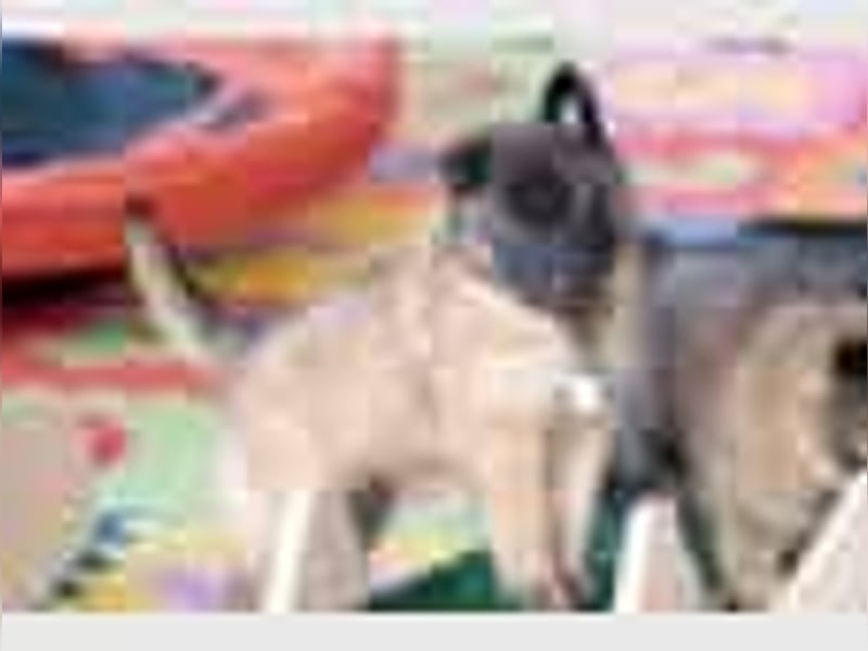 Tervueren-Welpen aus familiärer Hobbyzucht Sensitive Souls