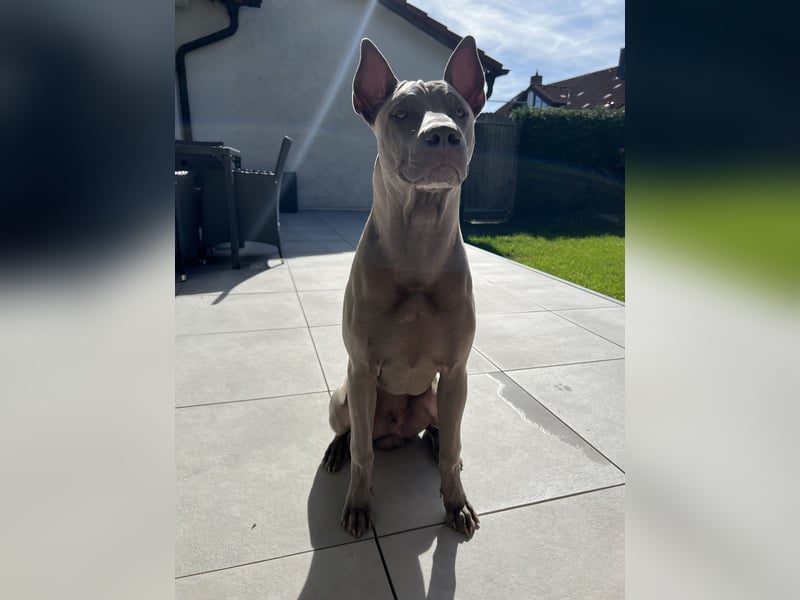 reinrassiger Thai-Ridgeback Rüde, Farbe blue reinrassiger Thai-Ridgeback Rüde, Farbe blue