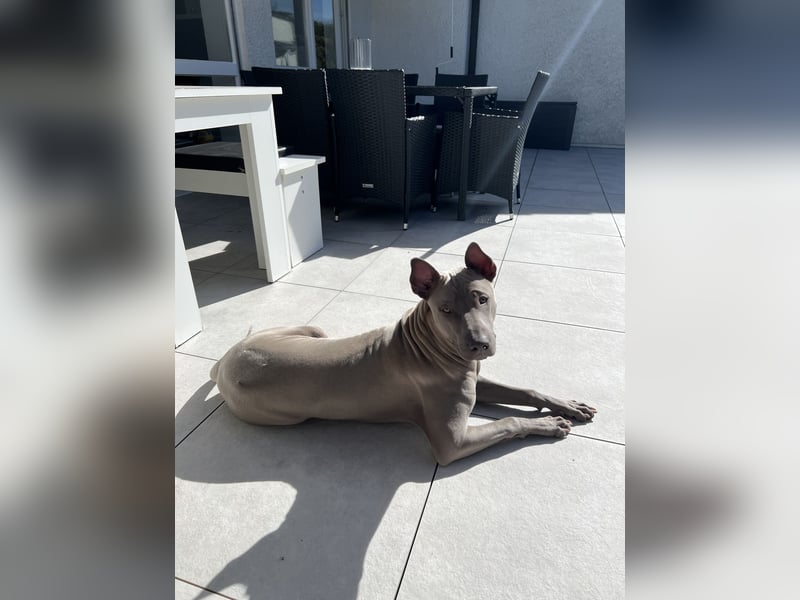 reinrassiger Thai-Ridgeback Rüde, Farbe blue reinrassiger Thai-Ridgeback Rüde, Farbe blue