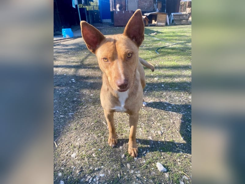 VIKI  ca. 1,5 J. hundeverträgl. Thai Rigdeback-Mix-Hündin sucht