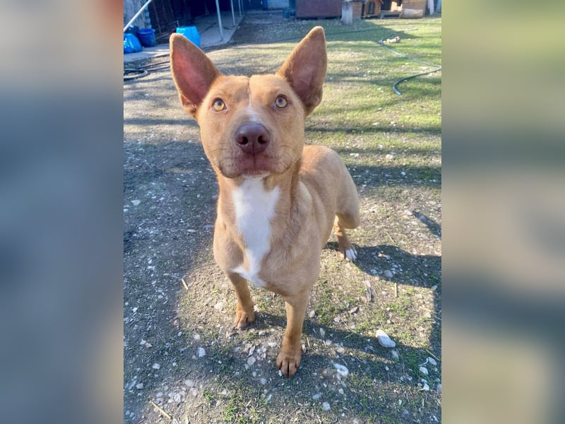 VIKI  ca. 1,5 J. hundeverträgl. Thai Rigdeback-Mix-Hündin sucht