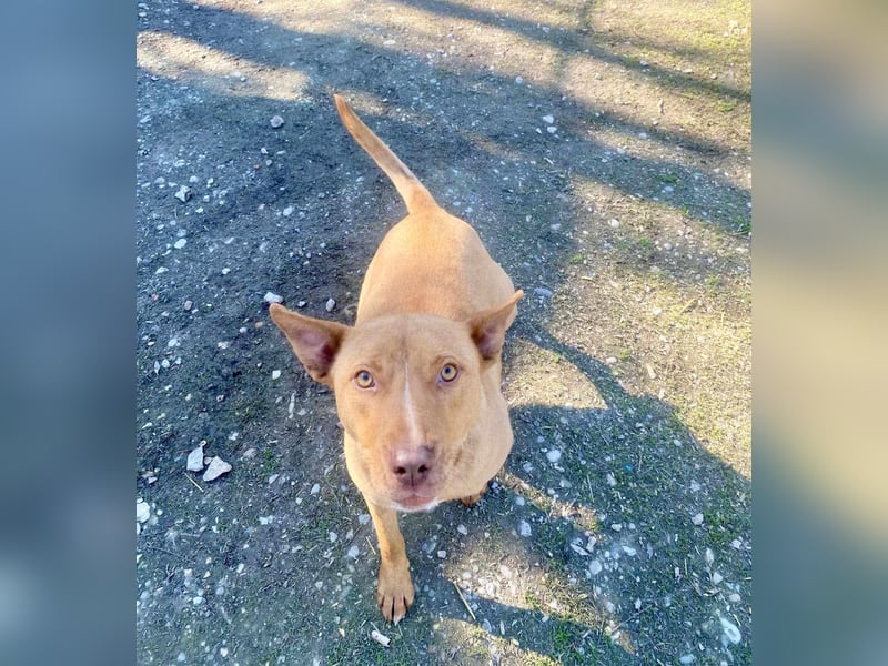 VIKI  ca. 1,5 J. hundeverträgl. Thai Rigdeback-Mix-Hündin sucht