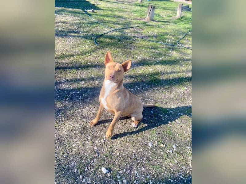 VIKI  ca. 1,5 J. hundeverträgl. Thai Rigdeback-Mix-Hündin sucht