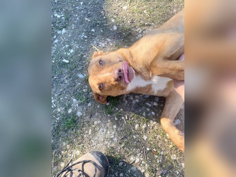 VIKI  ca. 1,5 J. hundeverträgl. Thai Rigdeback-Mix-Hündin sucht