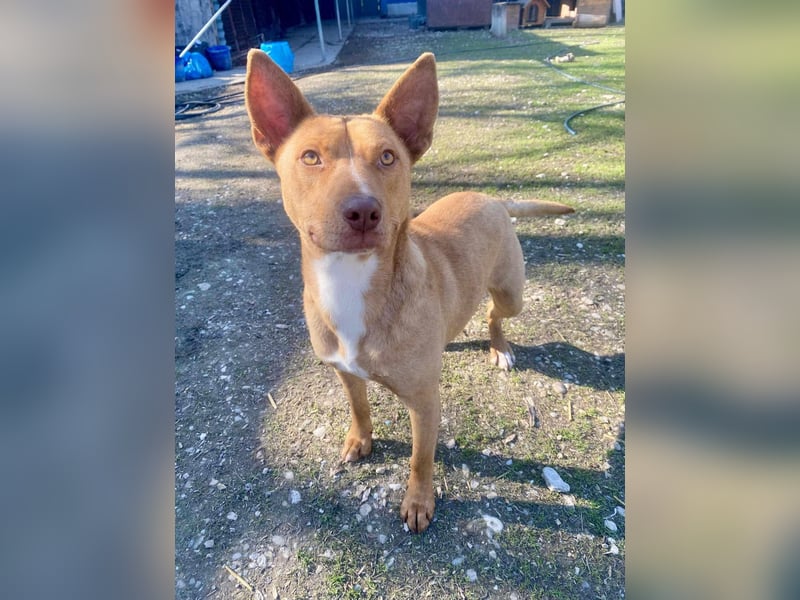 VIKI  ca. 1,5 J. hundeverträgl. Thai Rigdeback-Mix-Hündin sucht