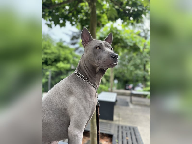 Thai Ridgeback