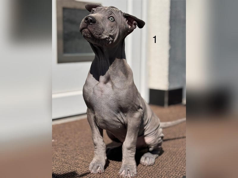 Thai Ridgeback