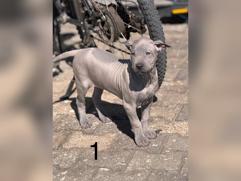 Thai Ridgeback