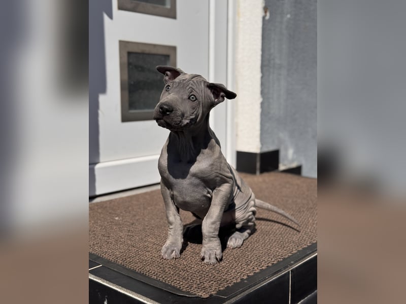 Thai Ridgeback
