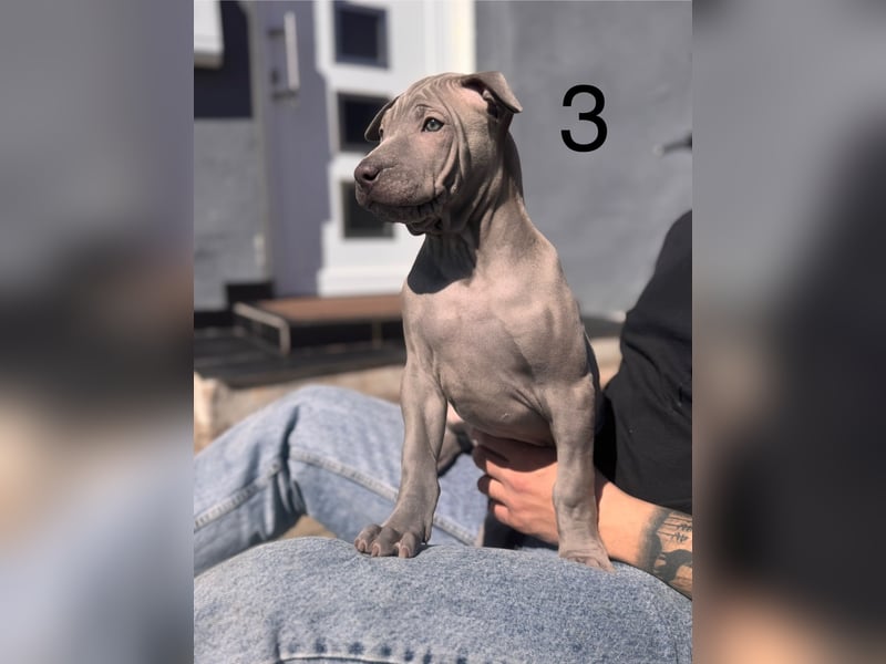 Thai Ridgeback