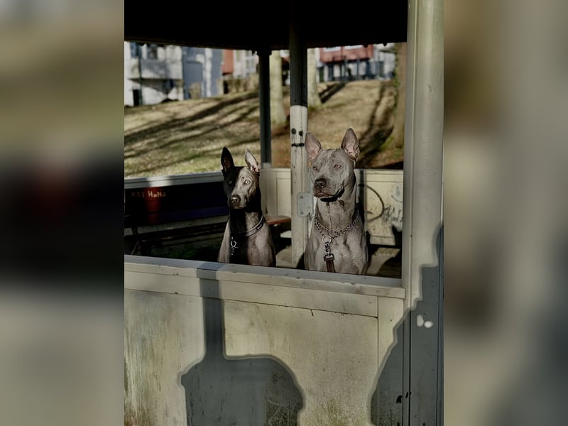 Thai Ridgeback
