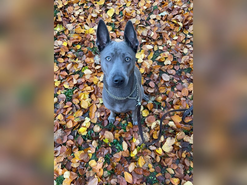 Thai Ridgeback