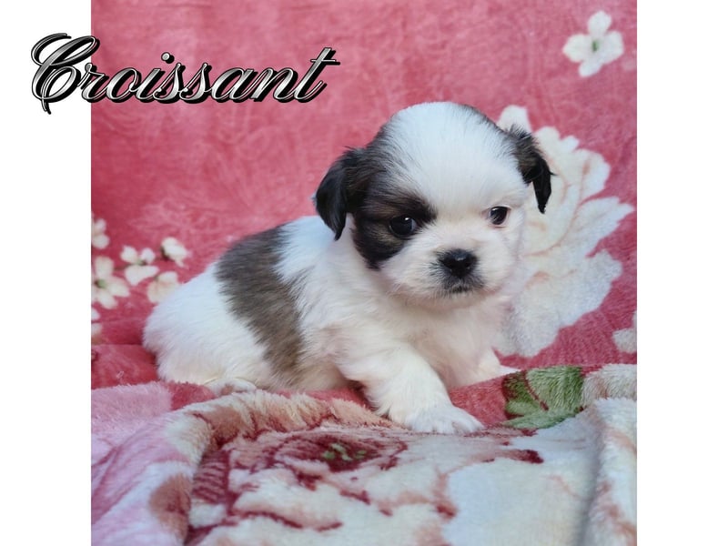 Tibet-Spaniel – mit PP/FCI