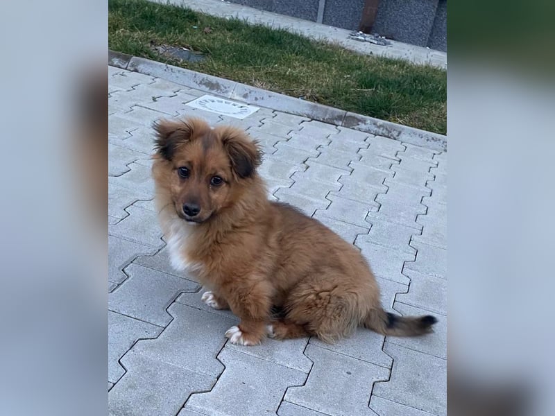 Mini Pekinese-Dackel-Tibet Spaniel-Mix sucht seine Familie !