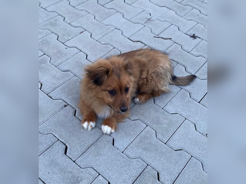 Mini Pekinese-Dackel-Tibet Spaniel-Mix sucht seine Familie !