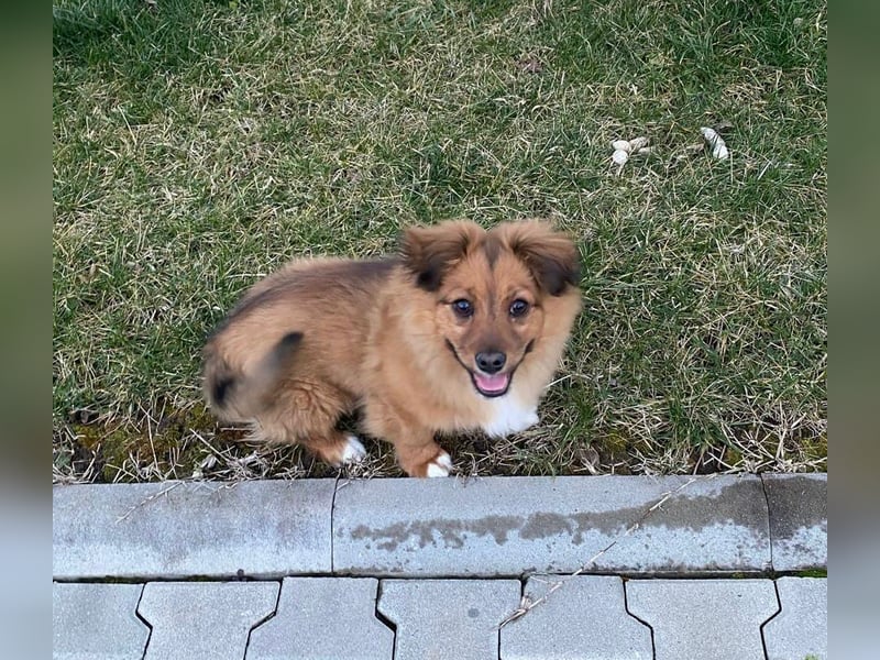 Mini Pekinese-Dackel-Tibet Spaniel-Mix sucht seine Familie !