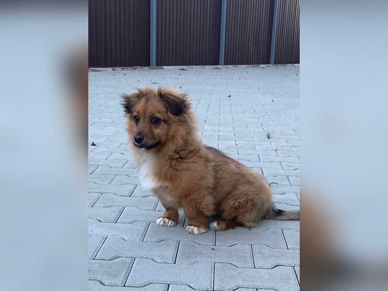 Mini Pekinese-Dackel-Tibet Spaniel-Mix sucht seine Familie !