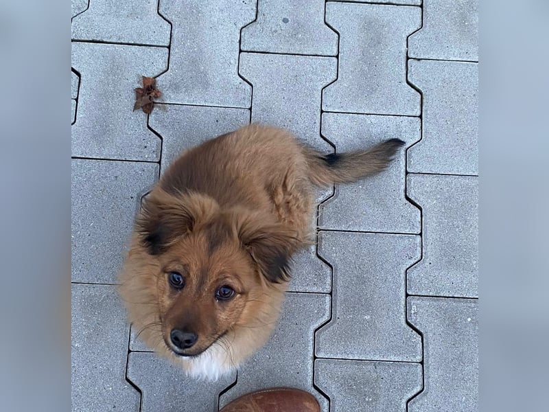 Mini Pekinese-Dackel-Tibet Spaniel-Mix sucht seine Familie !