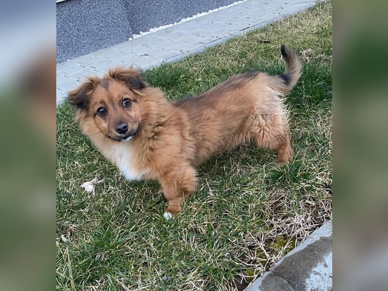 Mini Pekinese-Dackel-Tibet Spaniel-Mix sucht seine Familie !