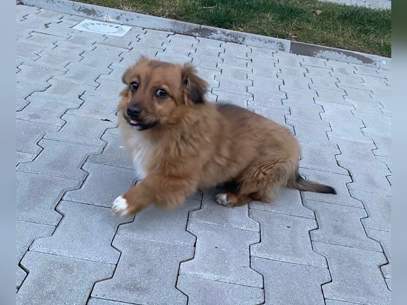 Mini Pekinese-Dackel-Tibet Spaniel-Mix sucht seine Familie !