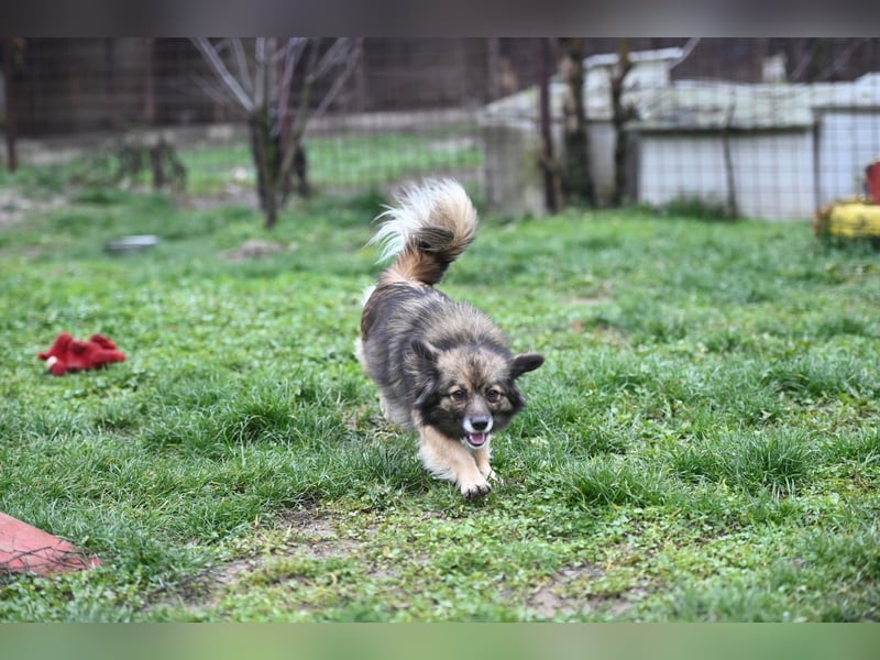 Ria -Tibetspaniel - Zwerspitz Mischlingsdame