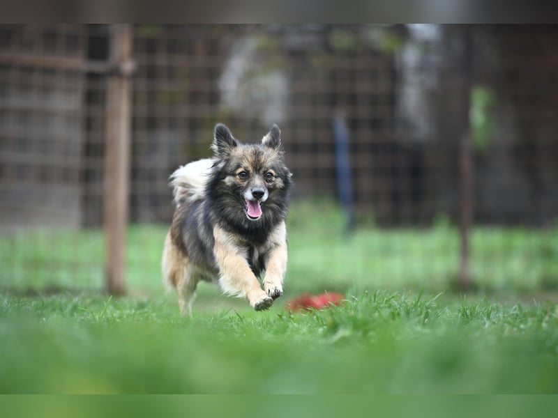 Ria -Tibetspaniel - Zwerspitz Mischlingsdame