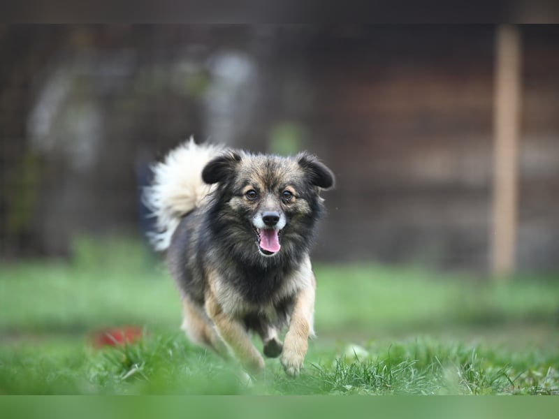 Ria -Tibetspaniel - Zwerspitz Mischlingsdame