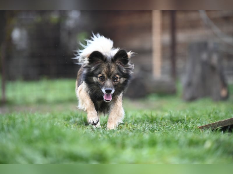 Ria -Tibetspaniel - Zwerspitz Mischlingsdame