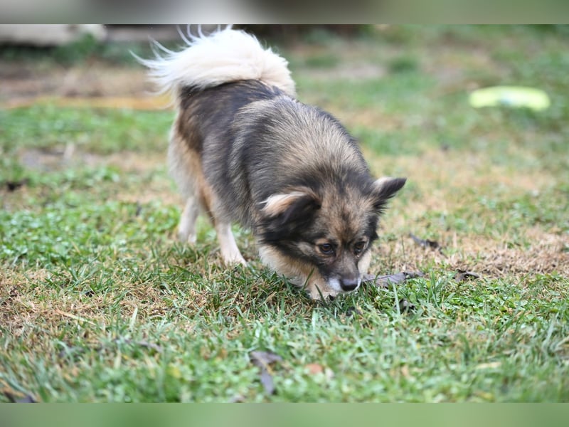 Ria -Tibetspaniel - Zwerspitz Mischlingsdame