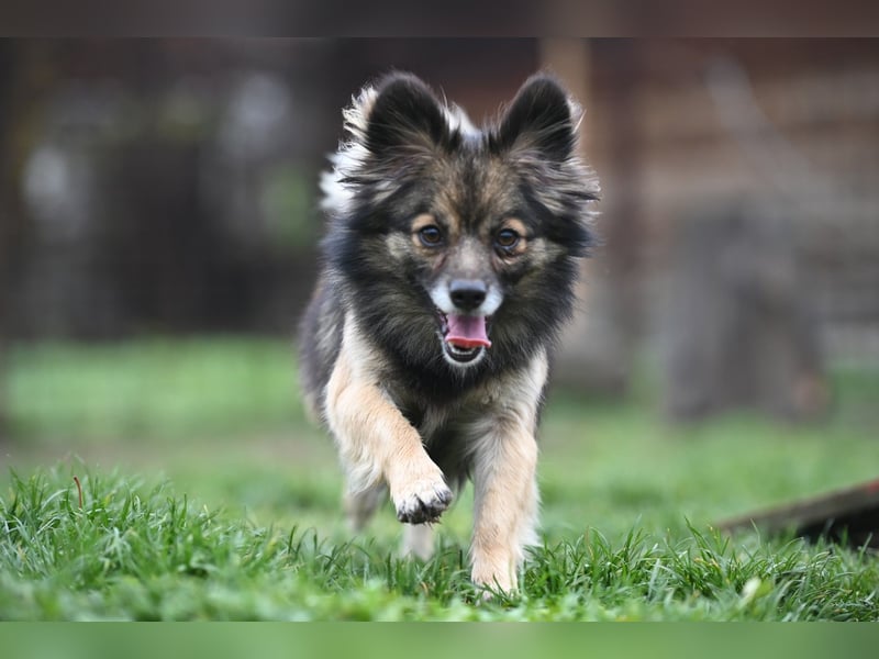 Ria -Tibetspaniel - Zwerspitz Mischlingsdame